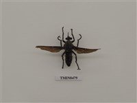 藏品(雙翅目)的圖片